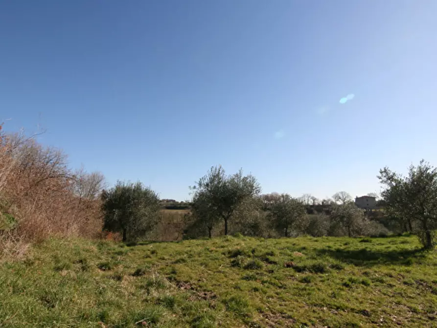 Immagine 12 di Terreno in vendita  a Sinalunga