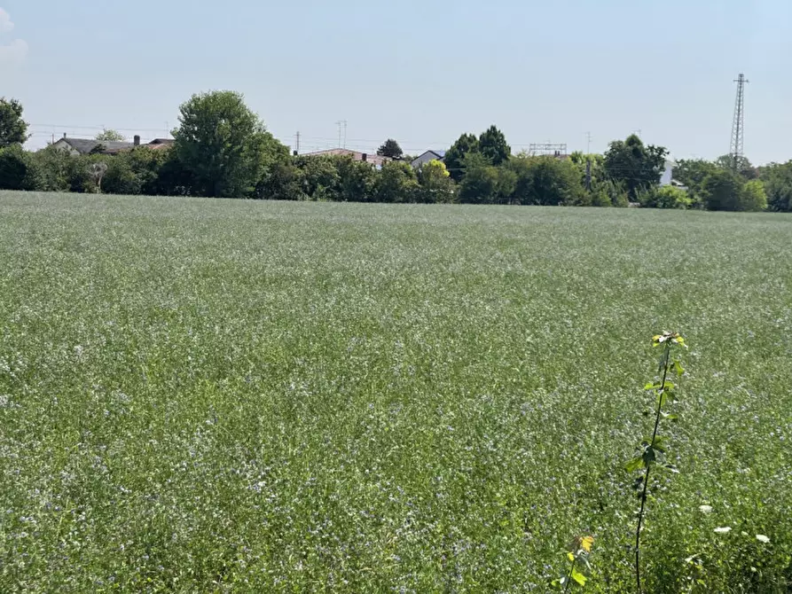 Immagine 8 di Terreno in vendita  a Suzzara