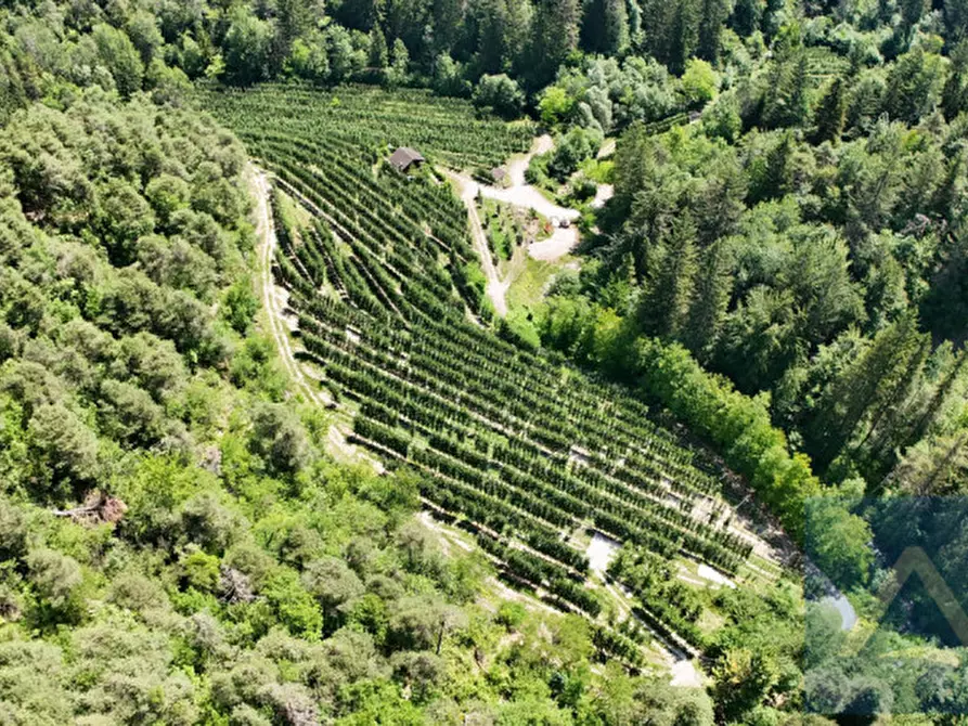Immagine 2 di Terreno in vendita  a Contà