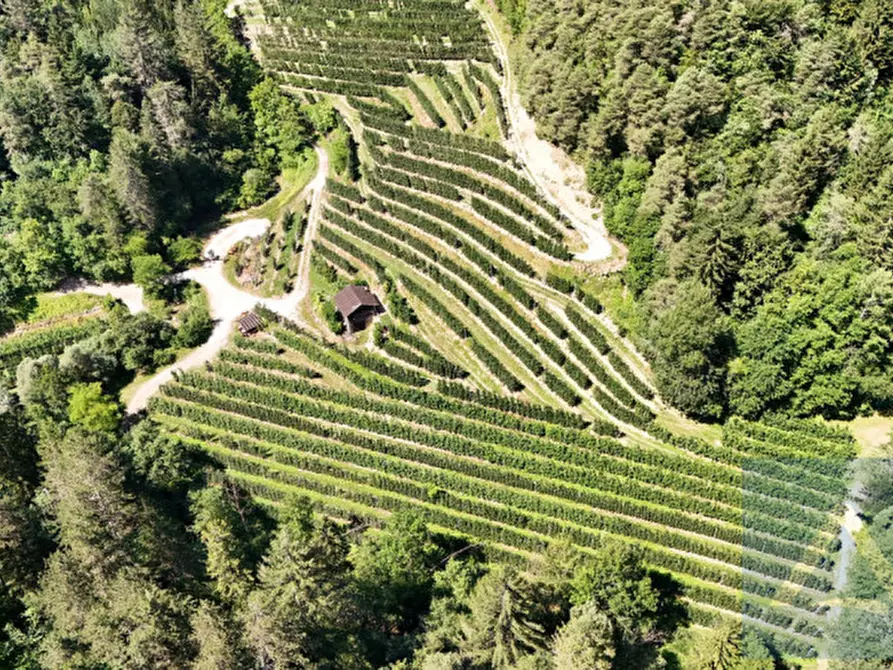 Immagine 3 di Terreno in vendita  a Contà