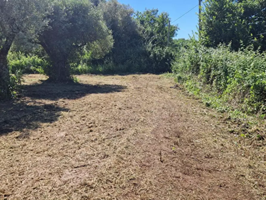 Immagine 2 di Terreno in vendita  in Strada della Forcella a Palombara Sabina