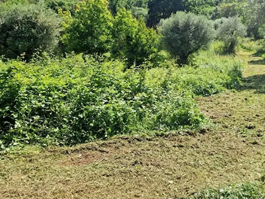 Immagine 7 di Terreno in vendita  in Strada della Forcella a Palombara Sabina