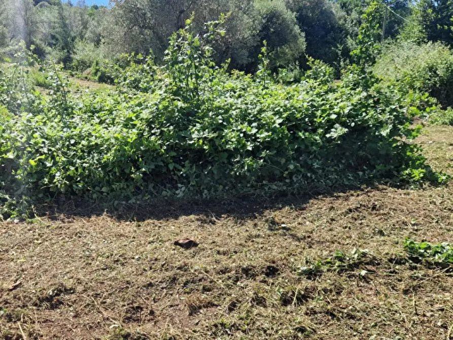 Immagine 13 di Terreno in vendita  in Strada della Forcella a Palombara Sabina