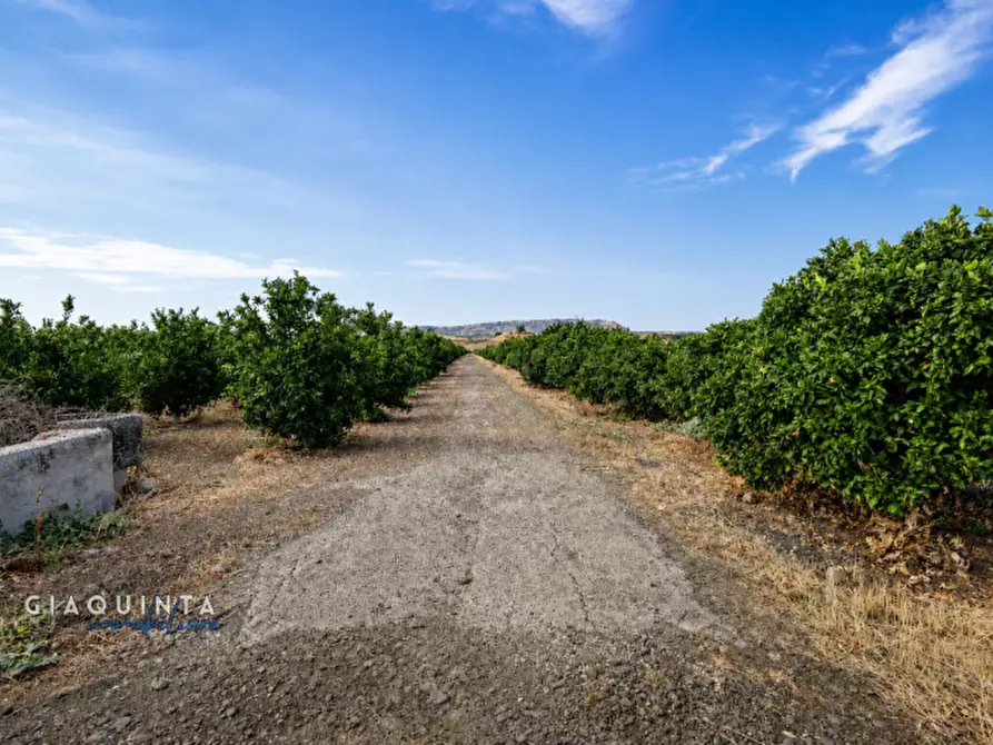 Immagine 5 di Terreno in vendita  in C.da Sciara di Guarna a Ramacca