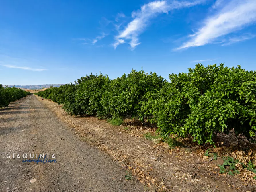 Immagine 10 di Terreno in vendita  in C.da Sciara di Guarna a Ramacca