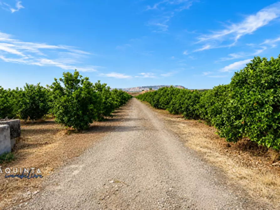 Immagine 12 di Terreno in vendita  in C.da Sciara di Guarna a Ramacca