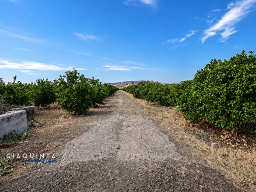 Immagine 19 di Terreno in vendita  in C.da Sciara di Guarna a Ramacca