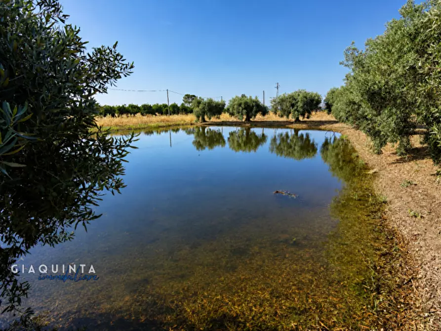 Immagine 3 di Terreno in vendita  in C.da Periere Sottane a Ramacca