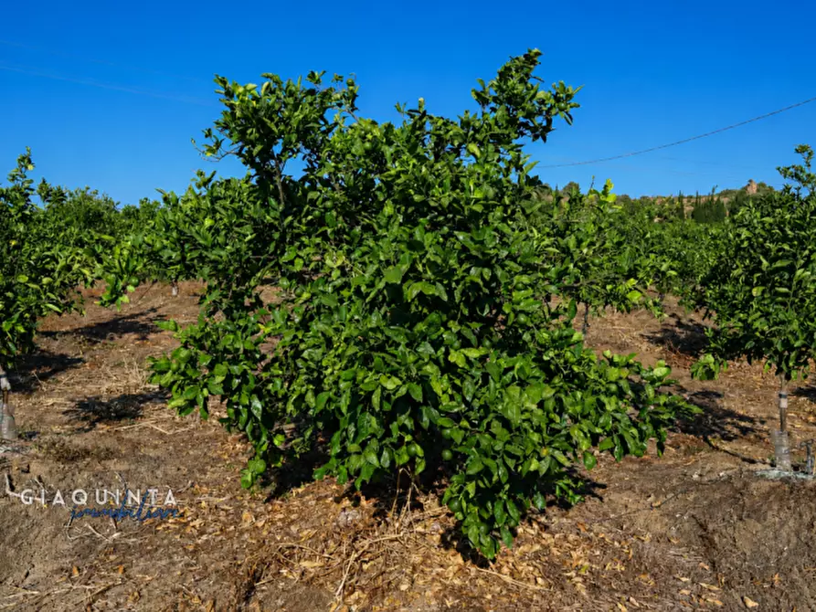 Immagine 7 di Terreno in vendita  in C.da Periere Sottane a Ramacca