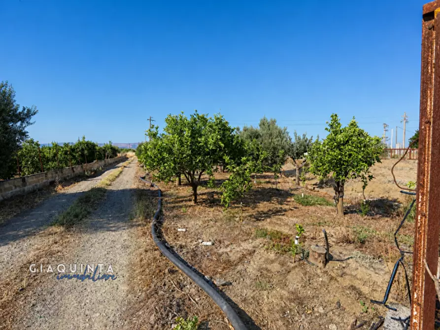 Immagine 13 di Terreno in vendita  in C.da Periere Sottane a Ramacca