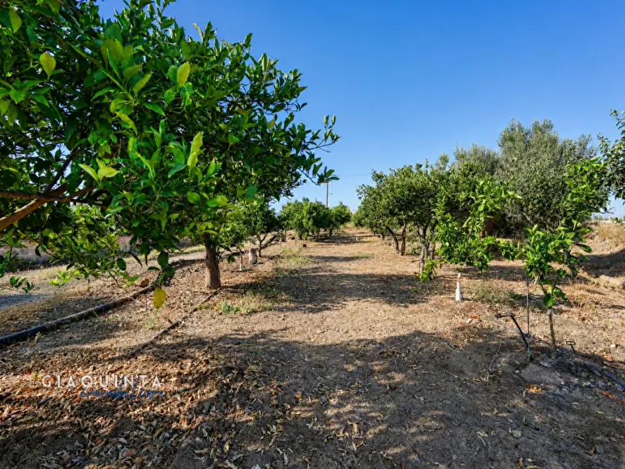 Immagine 18 di Terreno in vendita  in C.da Periere Sottane a Ramacca