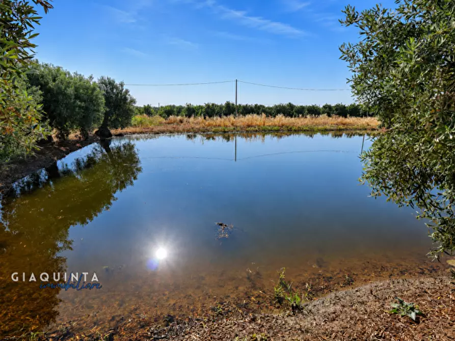 Immagine 20 di Terreno in vendita  in C.da Periere Sottane a Ramacca