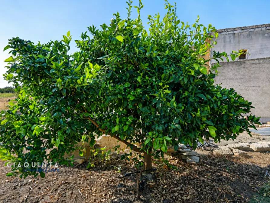 Immagine 31 di Terreno in vendita  in C.da Periere Sottane a Ramacca