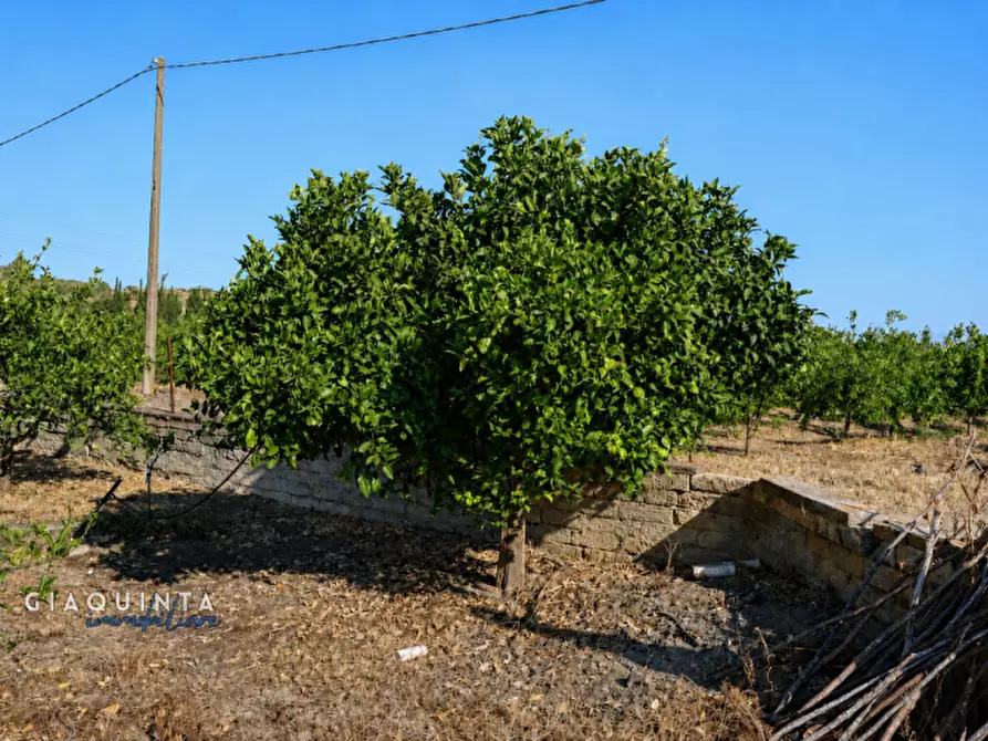 Immagine 32 di Terreno in vendita  in C.da Periere Sottane a Ramacca