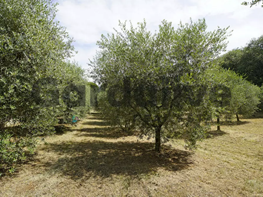 Immagine 14 di Villa in vendita  in strada vicinale delle fontanelle a Calvagese Della Riviera