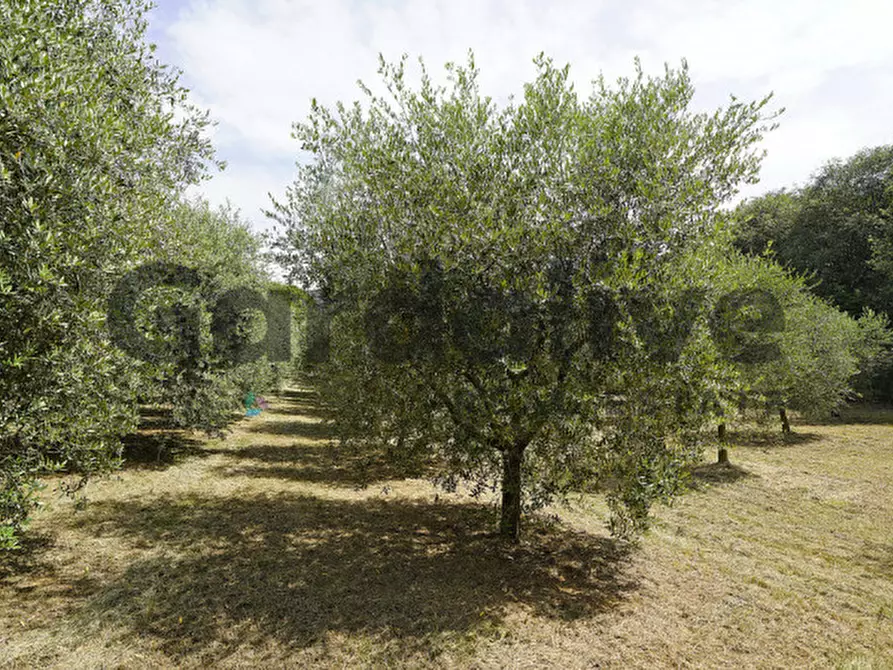 Immagine 15 di Villa in vendita  in strada vicinale delle fontanelle a Calvagese Della Riviera