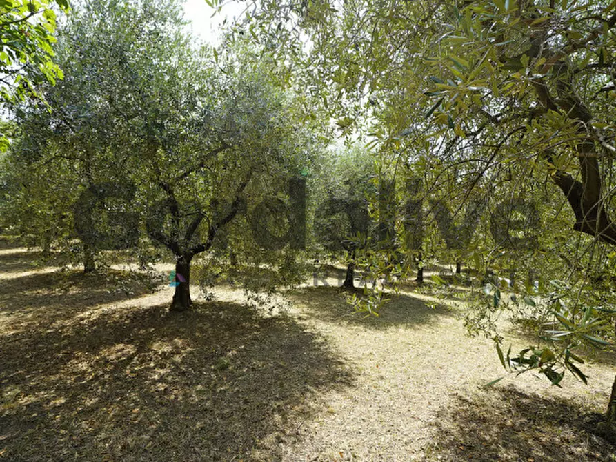 Immagine 20 di Villa in vendita  in strada vicinale delle fontanelle a Calvagese Della Riviera