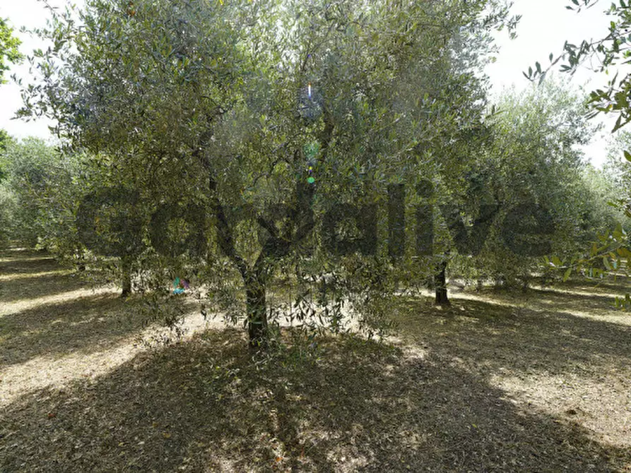 Immagine 21 di Villa in vendita  in strada vicinale delle fontanelle a Calvagese Della Riviera