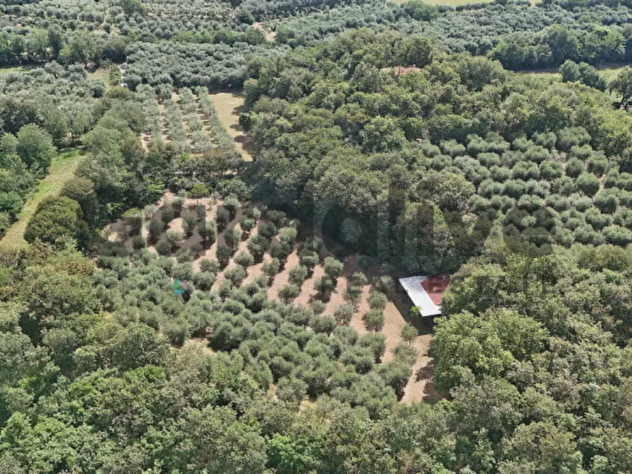 Immagine 28 di Villa in vendita  in strada vicinale delle fontanelle a Calvagese Della Riviera