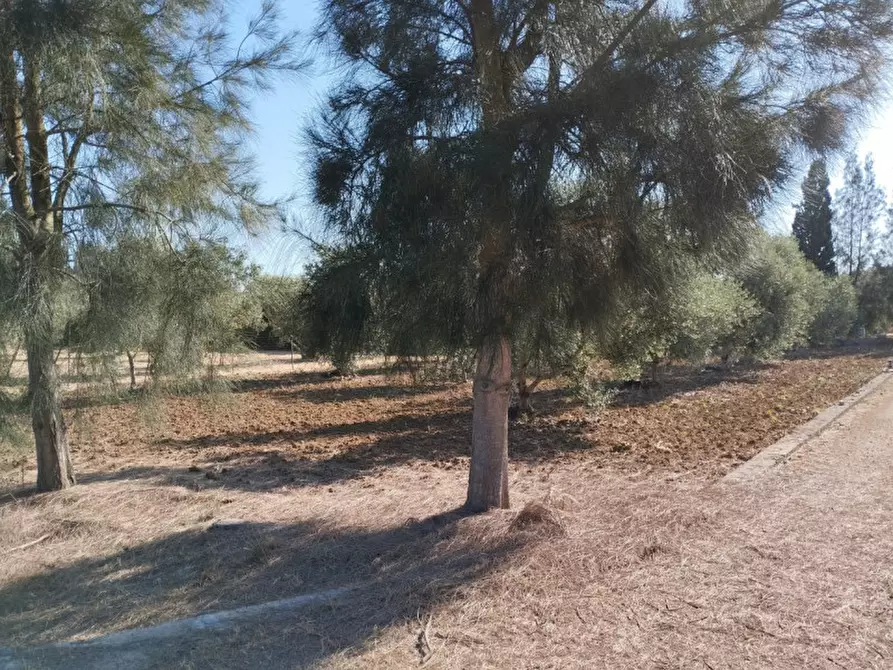 Immagine 3 di Terreno in vendita  in Contrada Rosco a Parabita