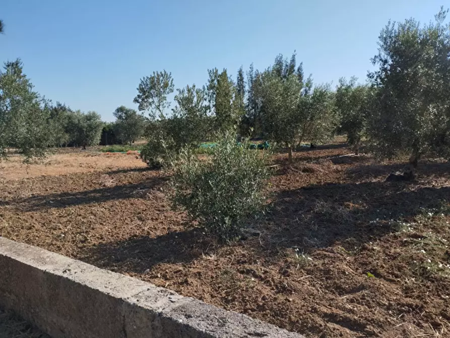 Immagine 7 di Terreno in vendita  in Contrada Rosco a Parabita