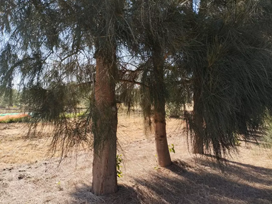 Immagine 8 di Terreno in vendita  in Contrada Rosco a Parabita