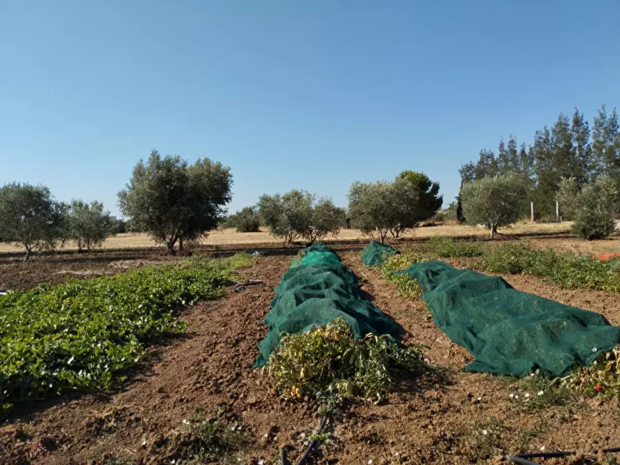 Immagine 10 di Terreno in vendita  in Contrada Rosco a Parabita