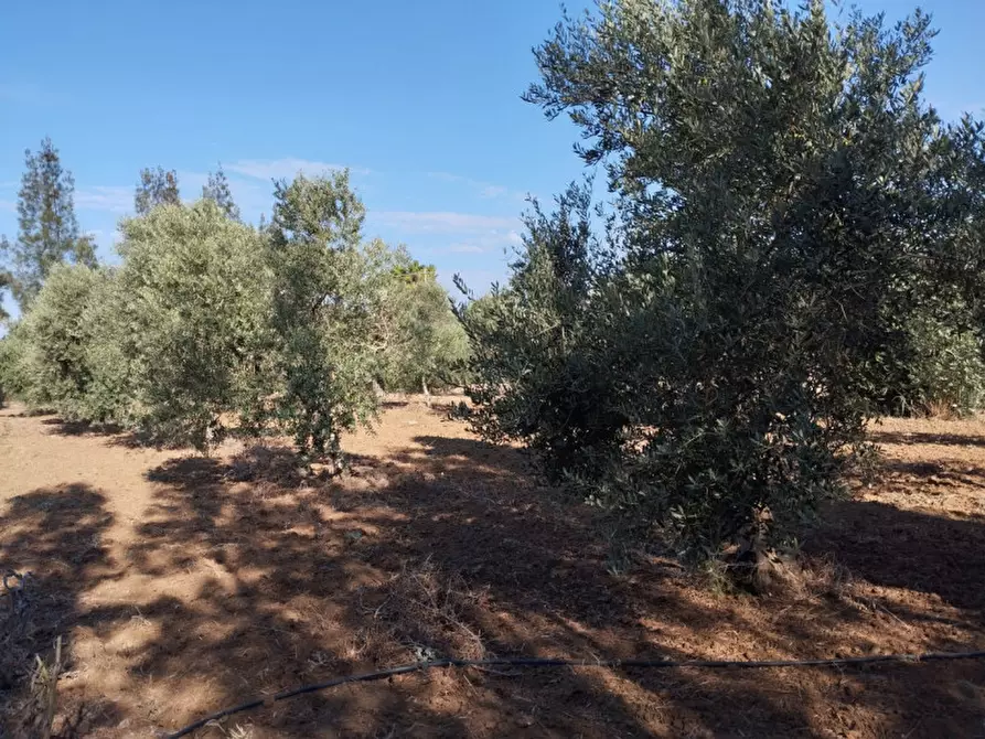 Immagine 11 di Terreno in vendita  in Contrada Rosco a Parabita