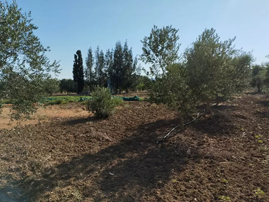 Immagine 13 di Terreno in vendita  in Contrada Rosco a Parabita