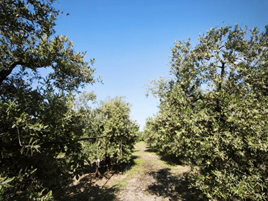 Immagine 6 di Villa in vendita  in CONTRADA SAN GIUSEPPE a Andria