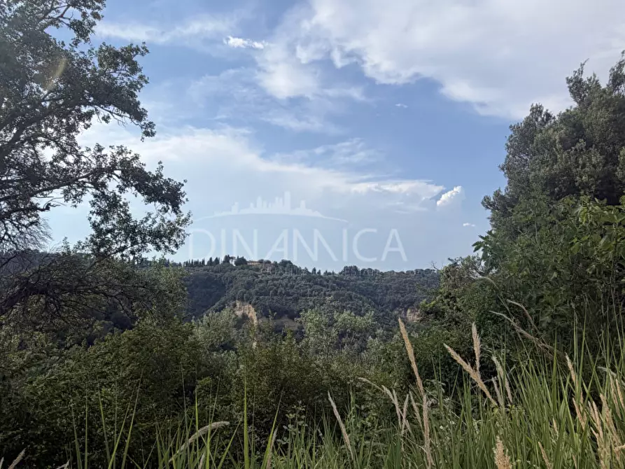 Immagine 53 di Rustico / casale in vendita  a Palaia