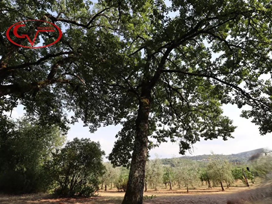 Immagine 6 di Terreno in vendita  in Via Chiantigiana a Montevarchi