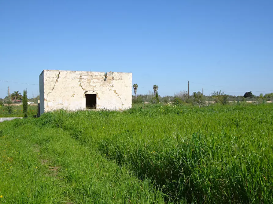 Immagine 6 di Terreno in vendita  in Strada Vicinale Tammali a Matino