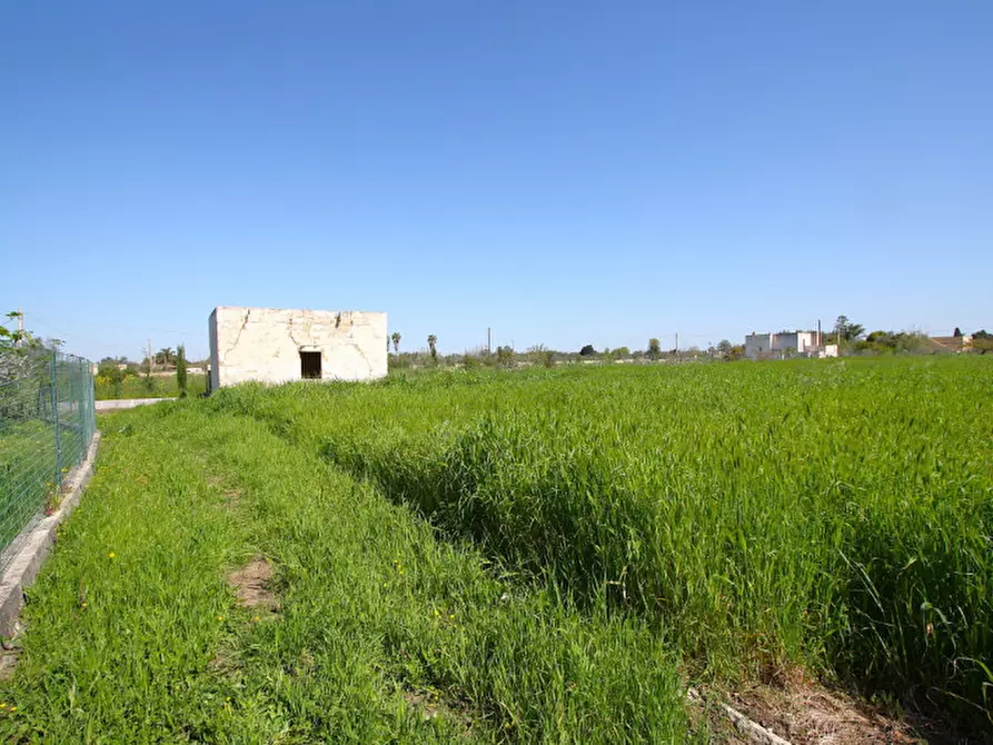 Immagine 7 di Terreno in vendita  in Strada Vicinale Tammali a Matino