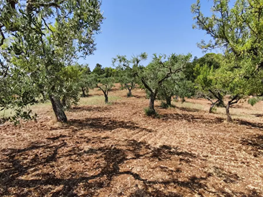 Immagine 6 di Rustico / casale in vendita  in Zippo a Alberobello