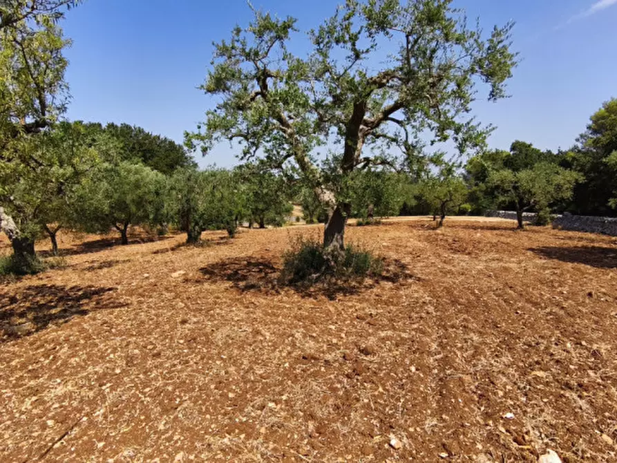 Immagine 7 di Rustico / casale in vendita  in Zippo a Alberobello