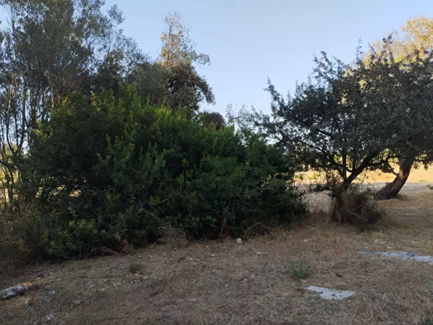 Immagine 4 di Terreno in vendita  in via contrada fabbrica a Alezio