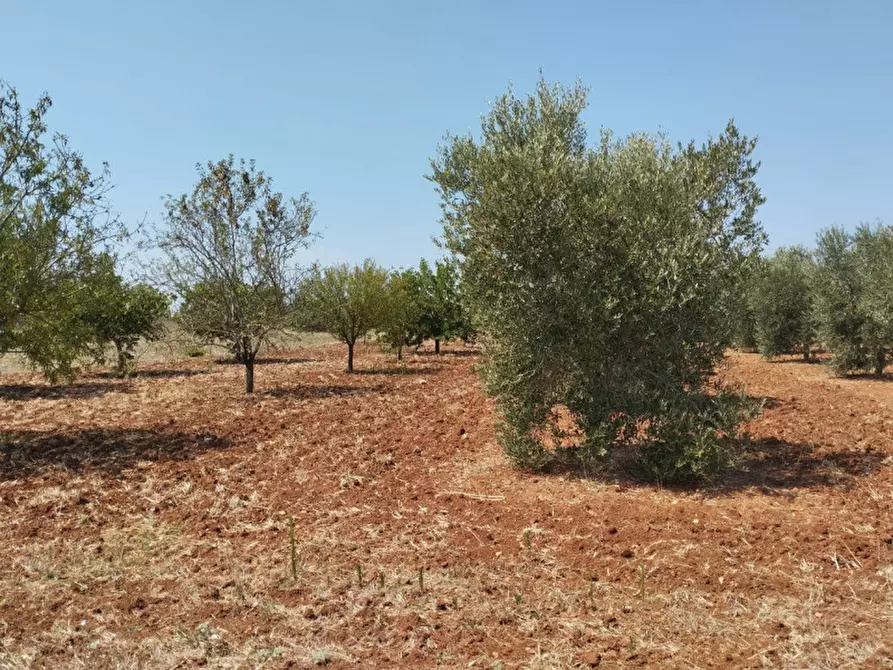 Immagine 1 di Terreno in vendita  in 73042 a Casarano