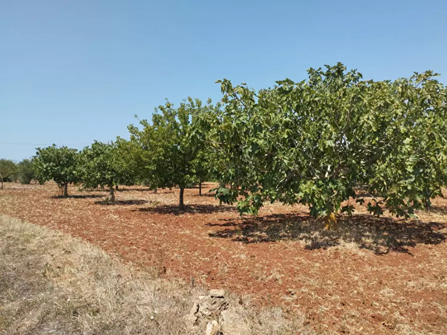 Immagine 2 di Terreno in vendita  in 73042 a Casarano