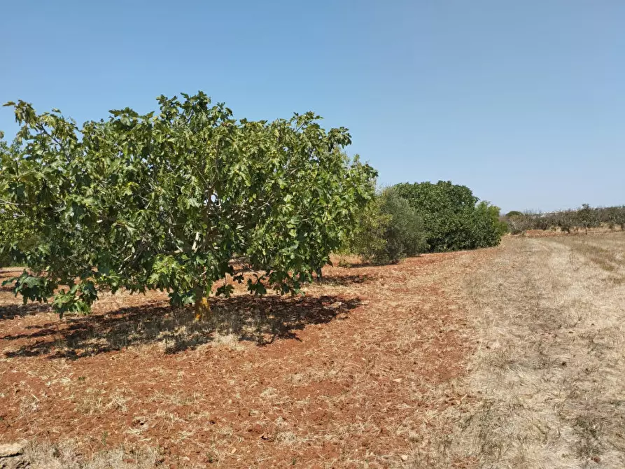 Immagine 3 di Terreno in vendita  in 73042 a Casarano