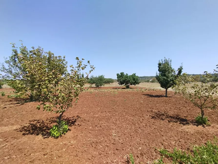 Immagine 4 di Terreno in vendita  in 73042 a Casarano