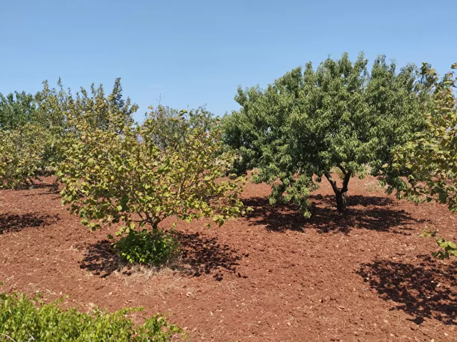 Immagine 7 di Terreno in vendita  in 73042 a Casarano