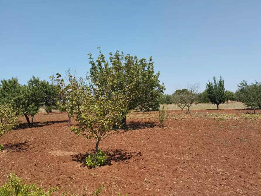 Immagine 8 di Terreno in vendita  in 73042 a Casarano