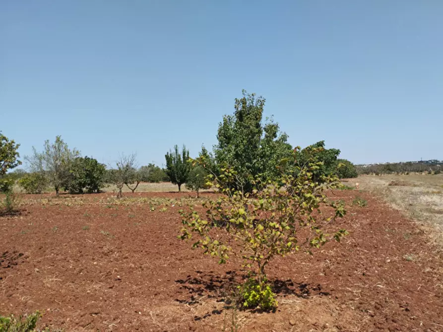 Immagine 9 di Terreno in vendita  in 73042 a Casarano
