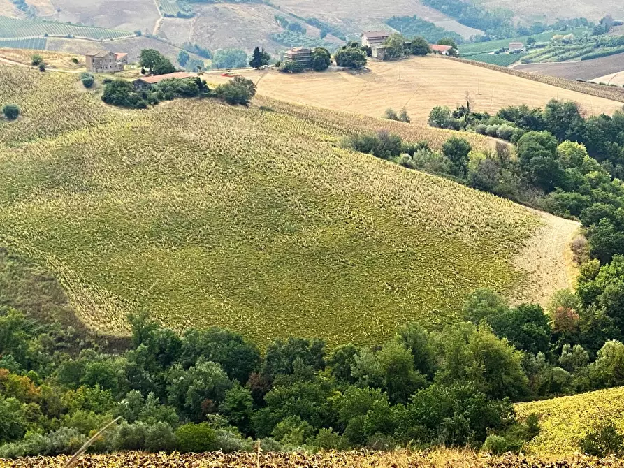 Immagine 1 di Terreno agricolo in vendita  a Carassai