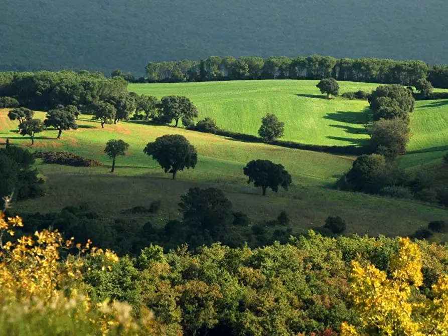 Terreno agricolo in affitto in Via Di Popogna a Livorno