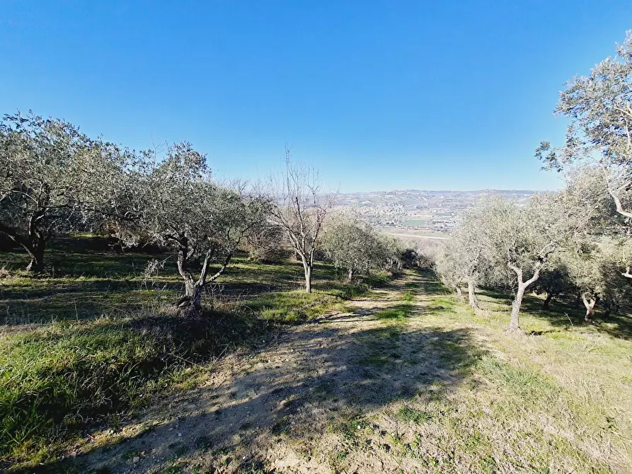Immagine 9 di Rustico / casale in vendita  in CONTRADA SAN GIOVANNI a Colonnella