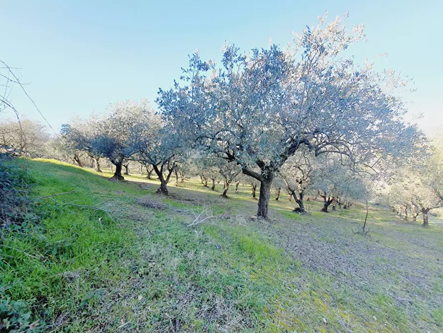 Immagine 14 di Rustico / casale in vendita  in CONTRADA SAN GIOVANNI a Colonnella