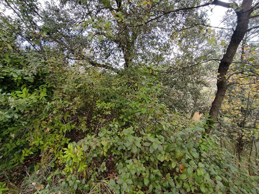 Immagine 5 di Terreno agricolo in vendita  in Zona industriale campolungo a Ascoli Piceno