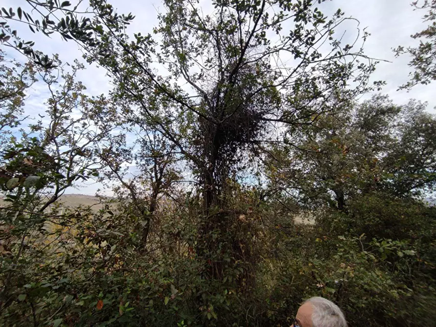 Immagine 11 di Terreno agricolo in vendita  in Zona industriale campolungo a Ascoli Piceno